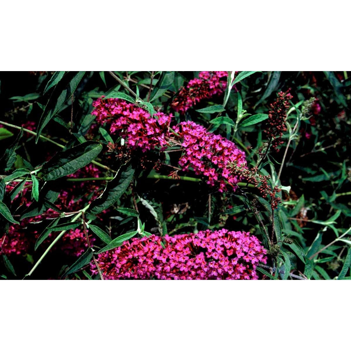 Sommerfuglebusk &apos;Nanhoe Purple&apos;