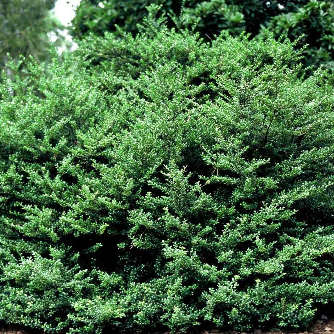 Dværgkristtorn &apos;Convexa&apos;