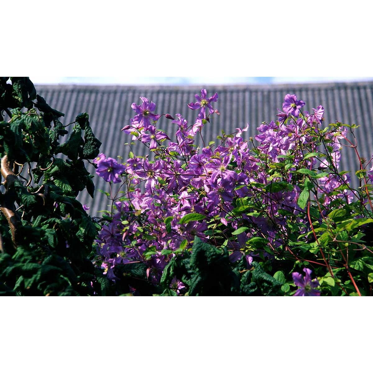 Italiensk Skovranke &apos;Blue Angel&apos;