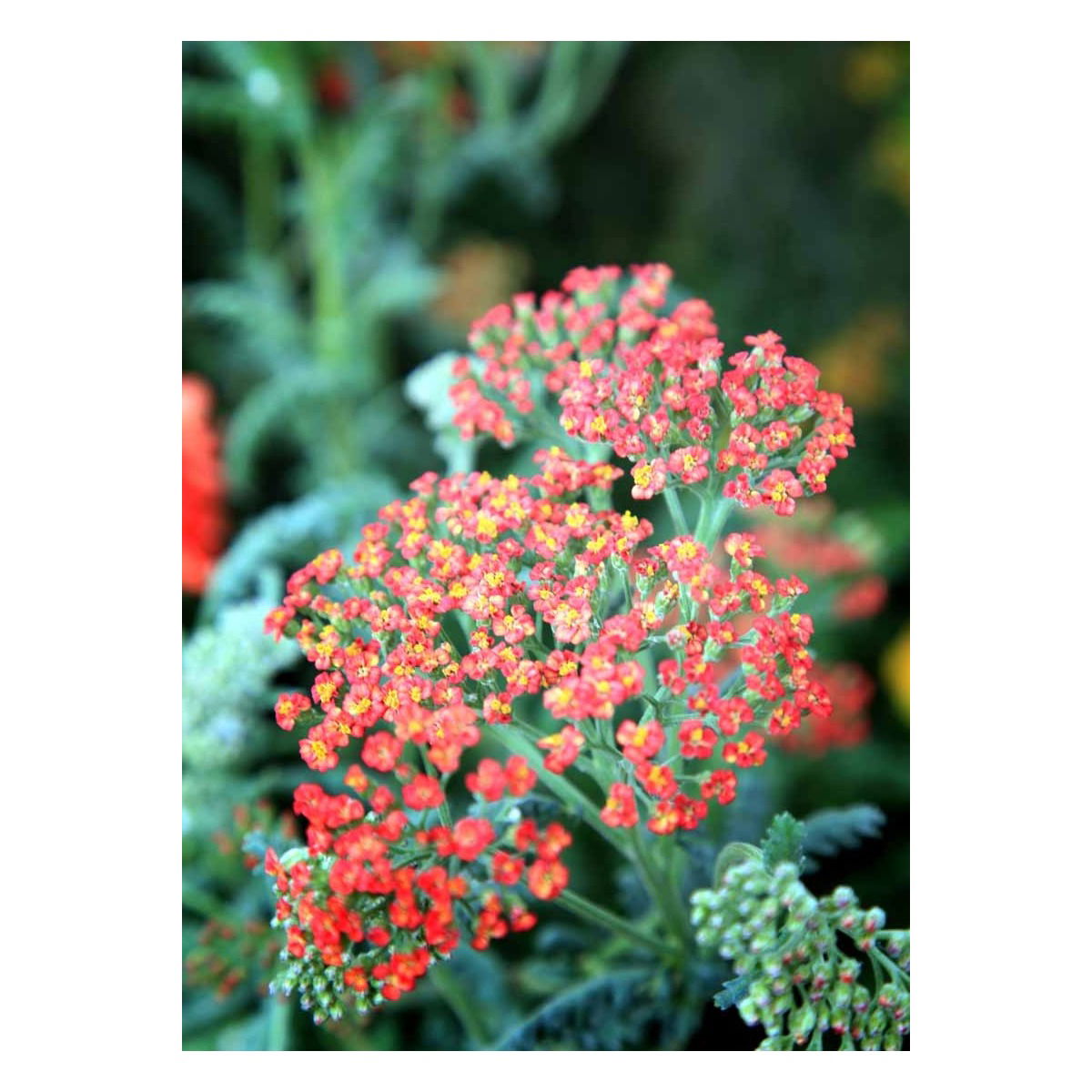 Røllike &apos;Walter Funke&apos;