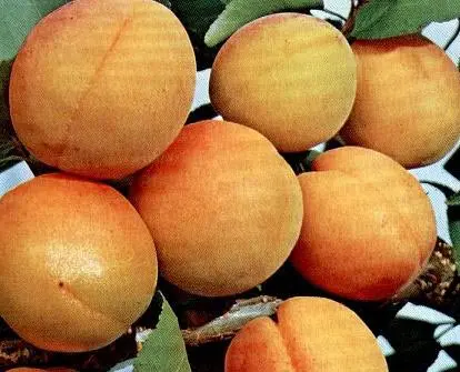 Abrikos &#39;Orangered&#39; - Potte 5,0 liter