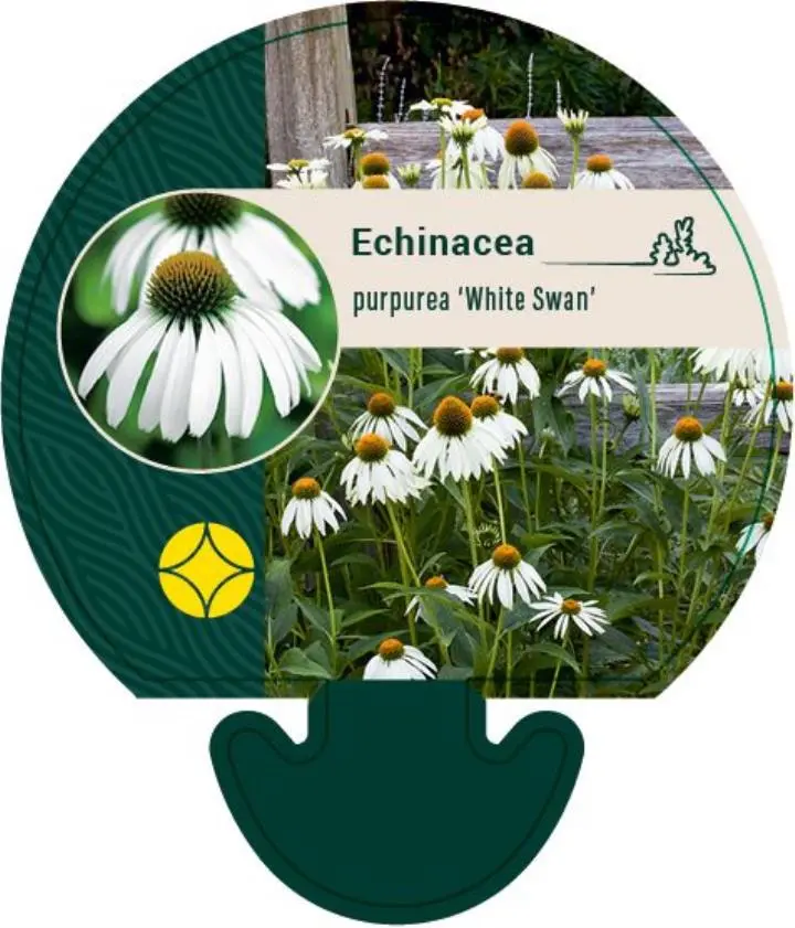 Hvid Solhat 'White Swan' - Potte 0,8 Liter