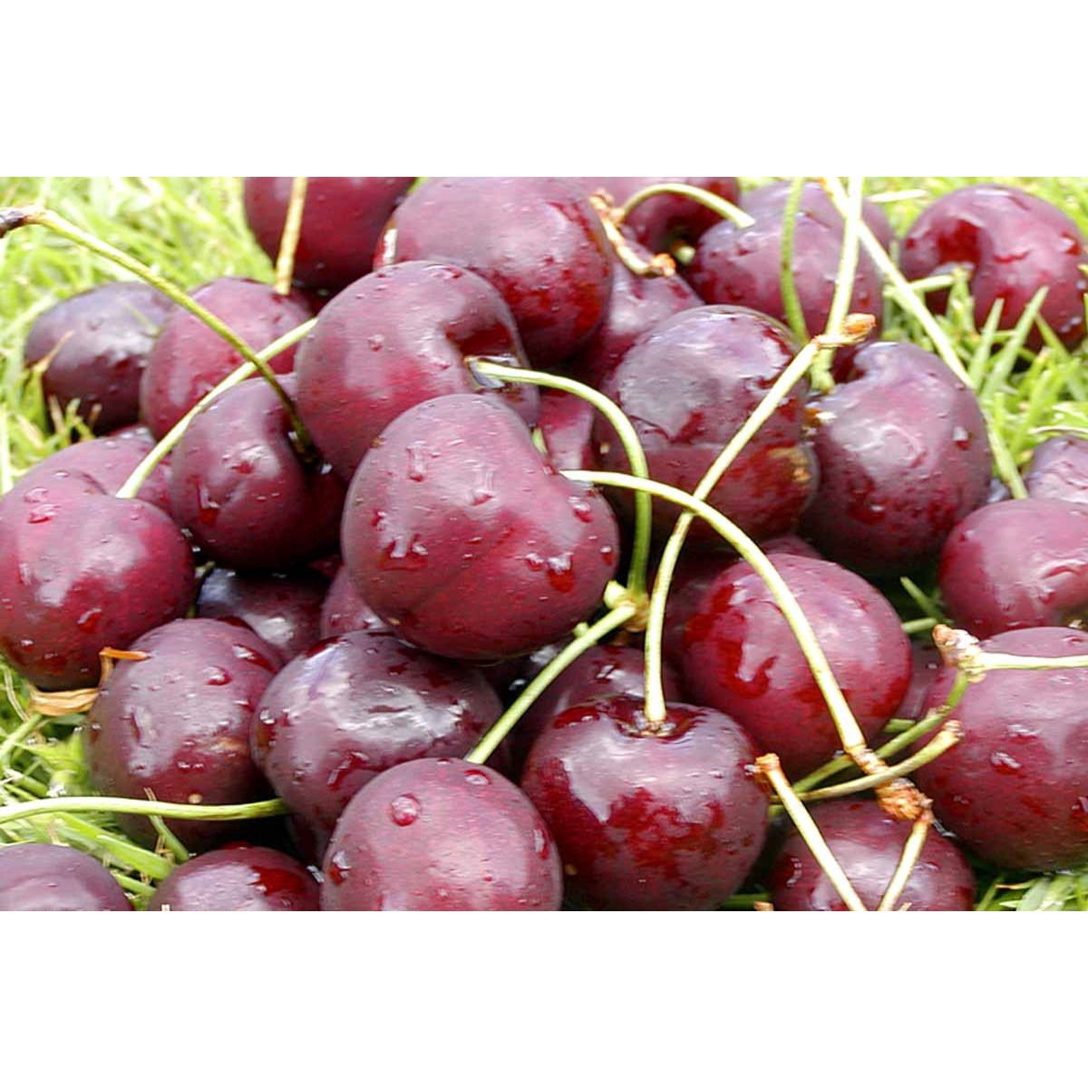 Sød Kirsebær &#39;Lapins&#39; - selvbestøvende - 4-8 grene, 140-180 cm. Potte 10 liter  (Colt)