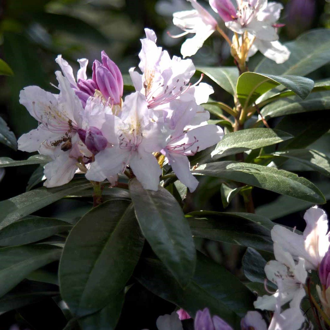 Rhododendron September Charm