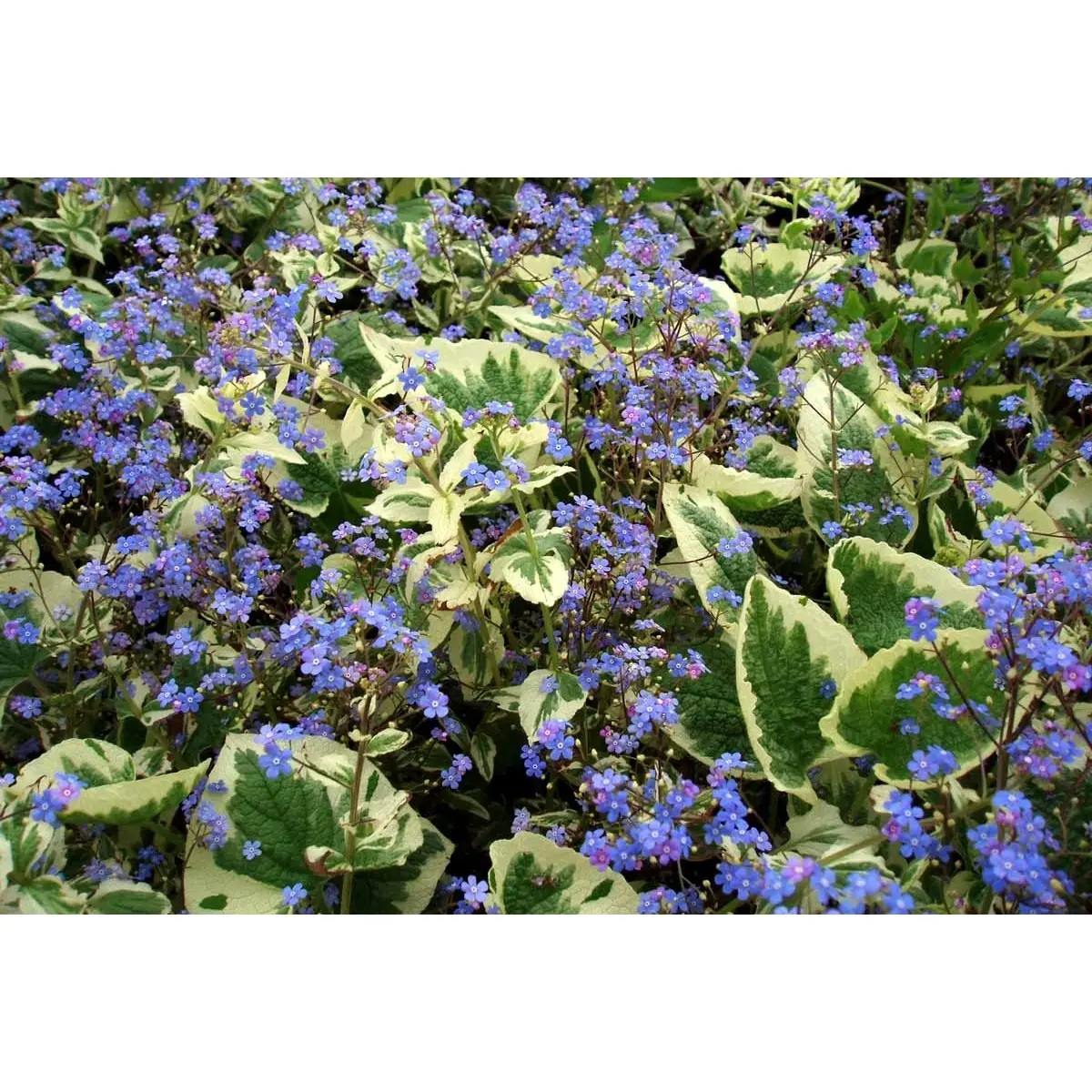 Kærmindesøster 'Variegata' - Potte 0,8 Liter
