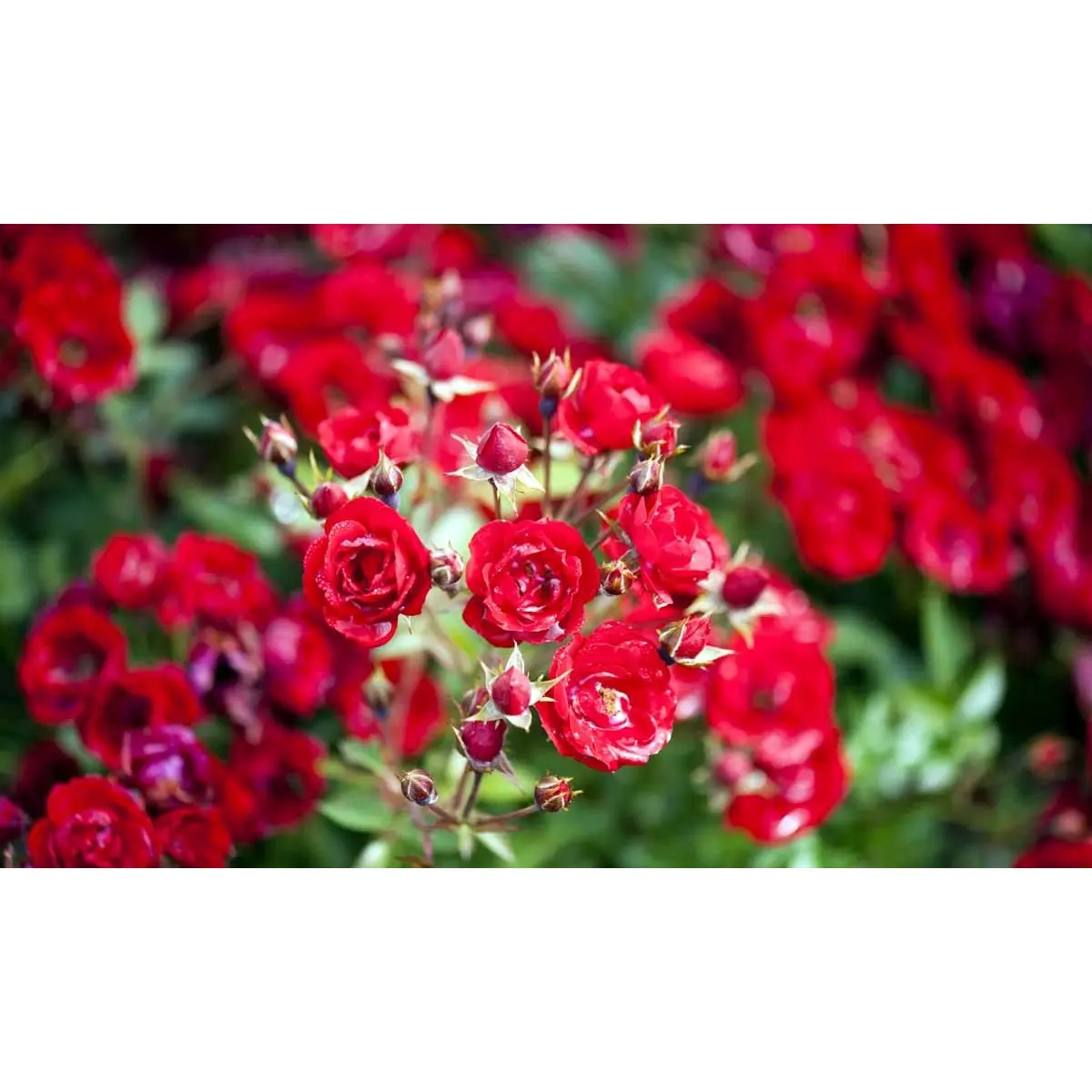 &apos;Intense Cover&apos;®