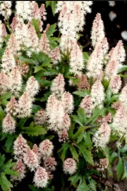 Skumblomst 'Pink Skyrocket' - Potte 0,8 Liter