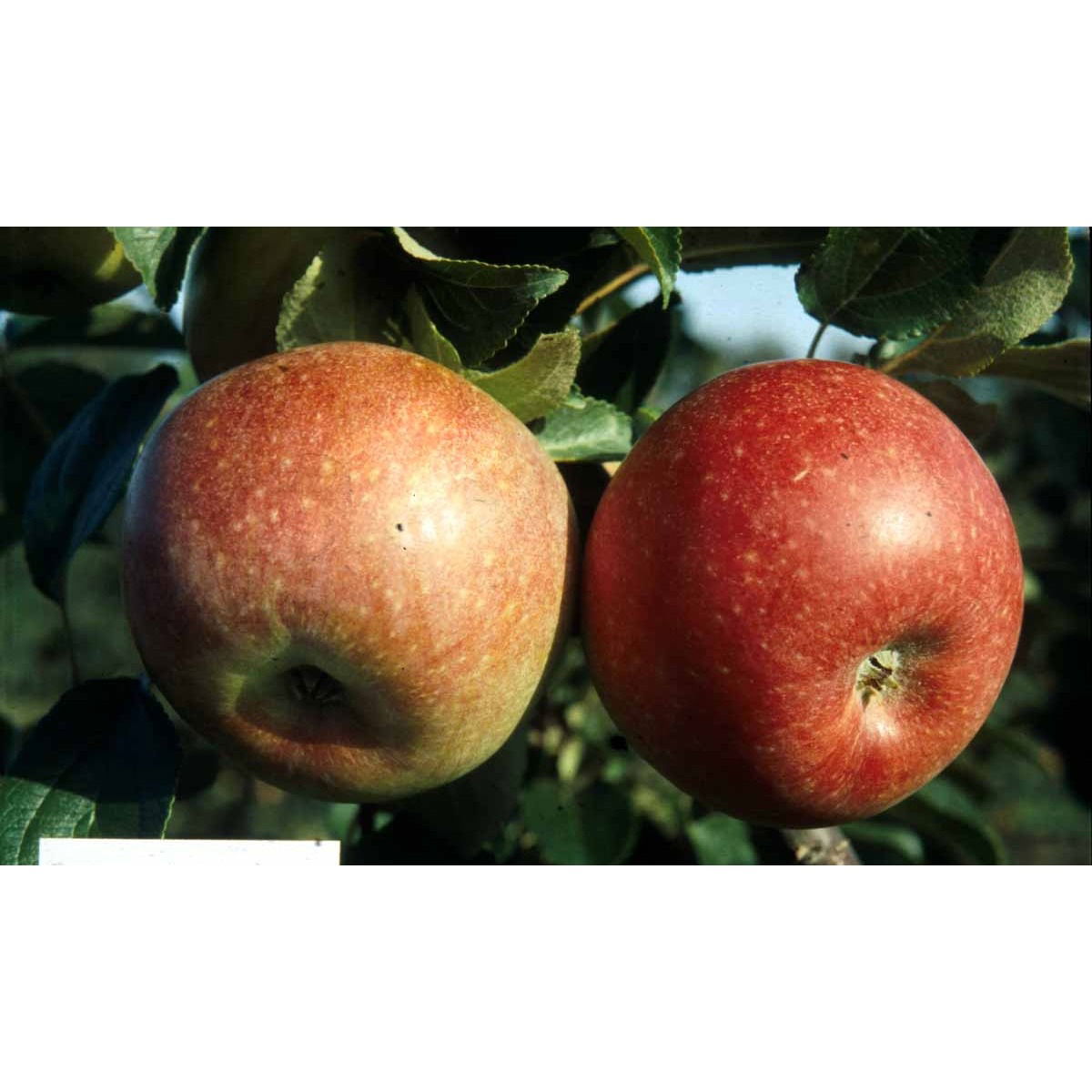 Æble &#39;Aroma&#39; - Alletræ, Stammeomkreds 10-12 cm. Med Potte