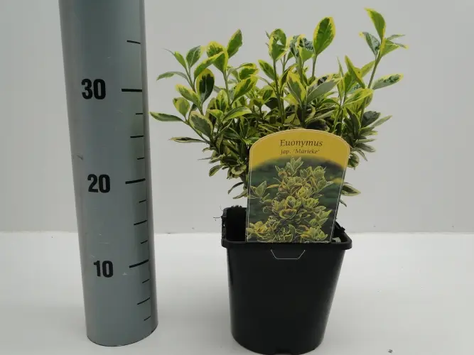 Euonymus japonica &apos;Marieke&apos;, Benved&apos; Marieke&apos;,