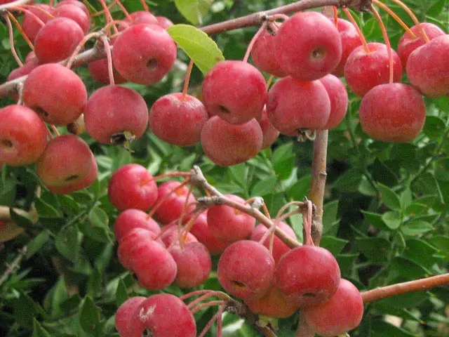 Malus hybrid Evereste, Paradisæble Evereste, Løvfældende prydæble. Middelstort træ op til 4 m højt. Bladene er mørkegrønne. Blomstrer fra rød knop med hvide blomster i maj måned. I august ses 2,5 cm store, orangerøde frugter. Bruges som prydtræ. Plantes i