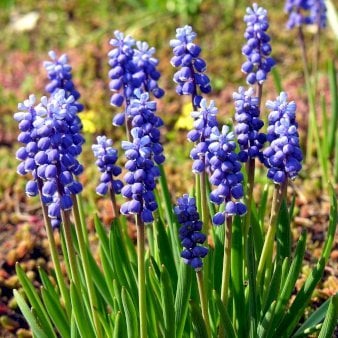 Perlehyacint 'Armeniacum' Storkøb