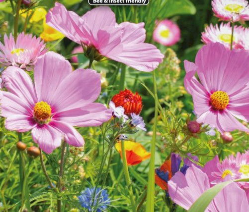 Blomsterblanding - Nektar 3