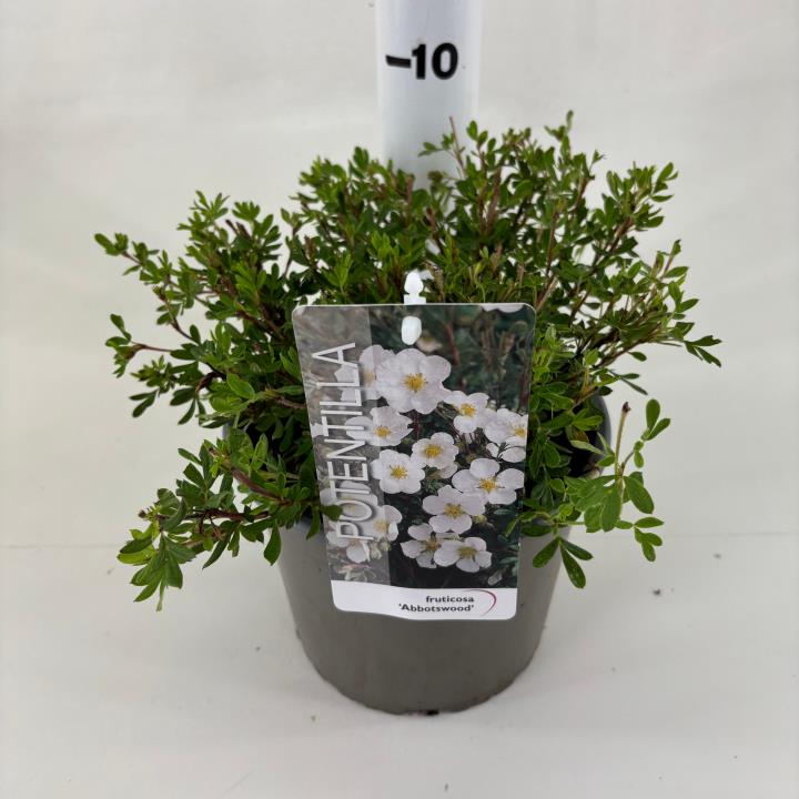 Potentilla 'Abbotswood' - Potte 3,0 liter