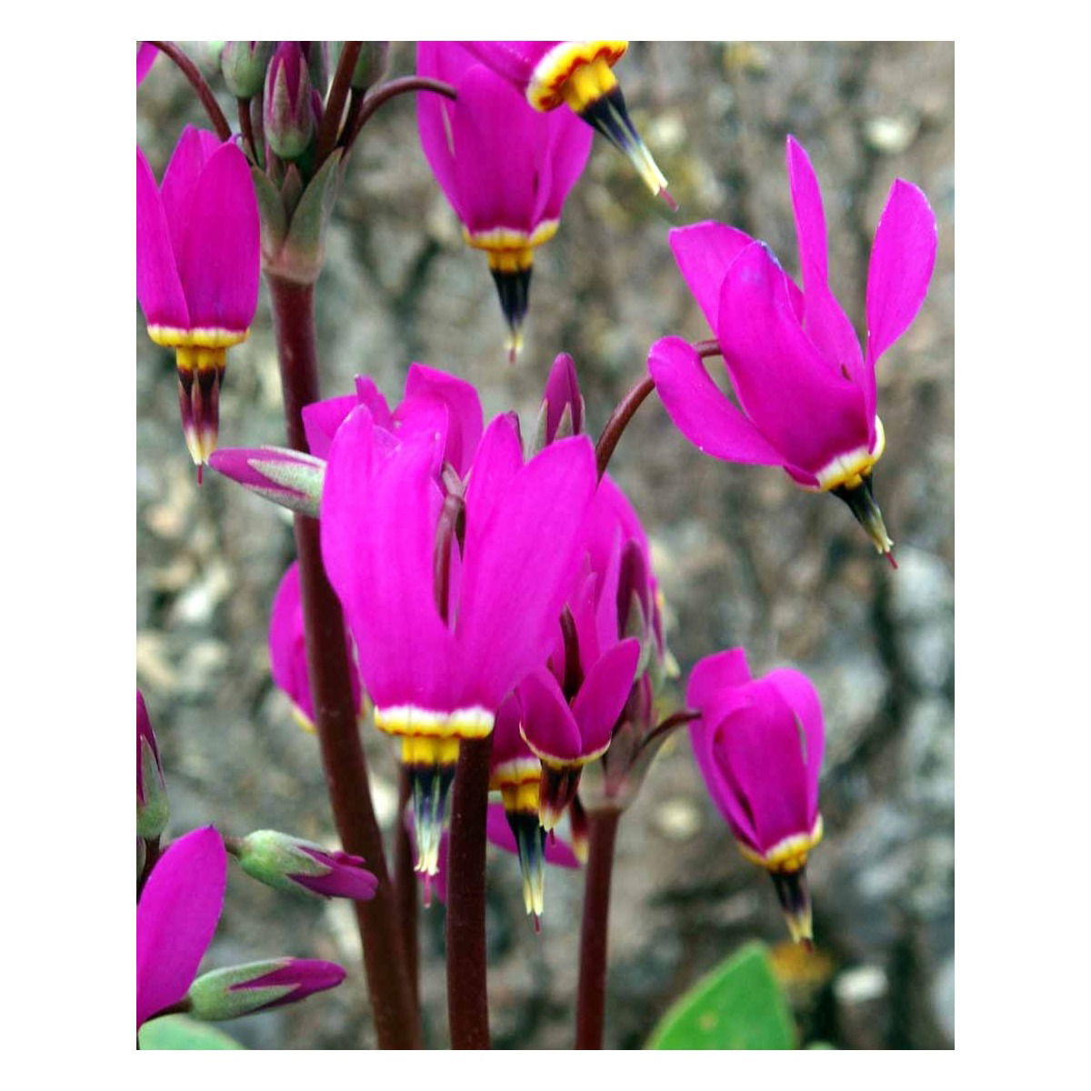 Gudeblomst &apos;Red Wings&apos;