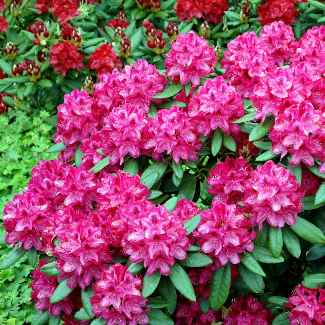 Rhododendron Nova Zembla