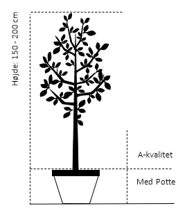 Blomme &#39;Jojo&#39; - Havefrugttræ - A-kvalitet 4-8 grene, 130-170 cm. Potte 10 liter. (S.J.A.)