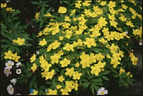 Gul Anemone - 10 cm. Potte