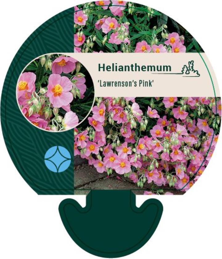 Soløje 'Lawrensons Pink' - Potte 0,8 Liter