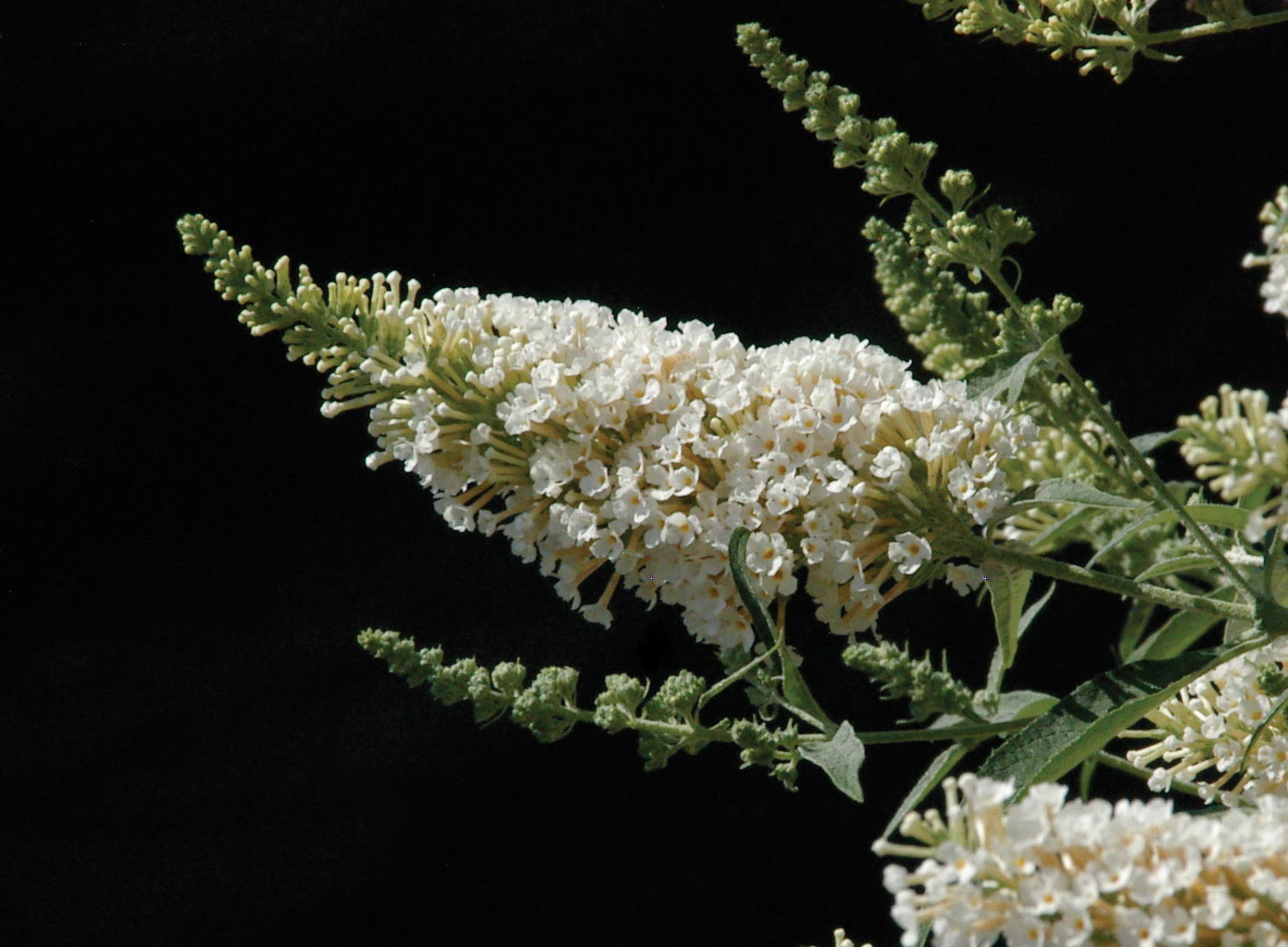 Buddleja Buzz Ivory, Sommerfuglebusk Buzz Ivory, Buzz er en nyere sort på markedet, som er speciel ved at være meget kompakt i væksten, samtidig også rigtblomstrende, hvilket gør den perfekt til krukker og små haver. De blomstre omkring maj til juli og ha