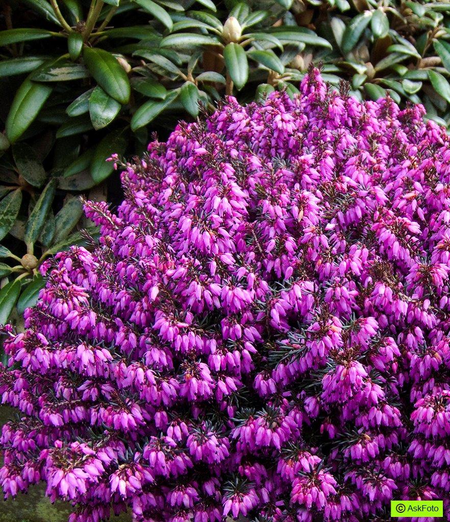 Forårslyng &apos;Vivellii&apos;