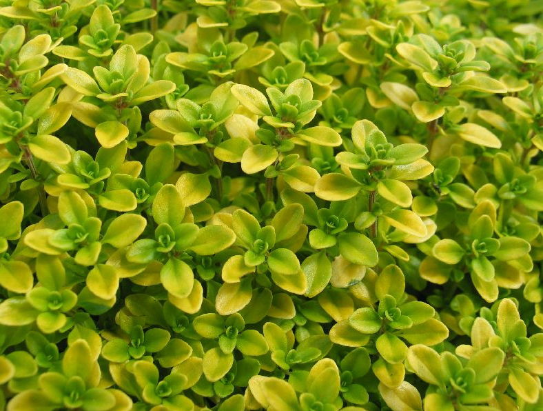 Citrontimian 'Archer's Gold' - Potte 1 liter