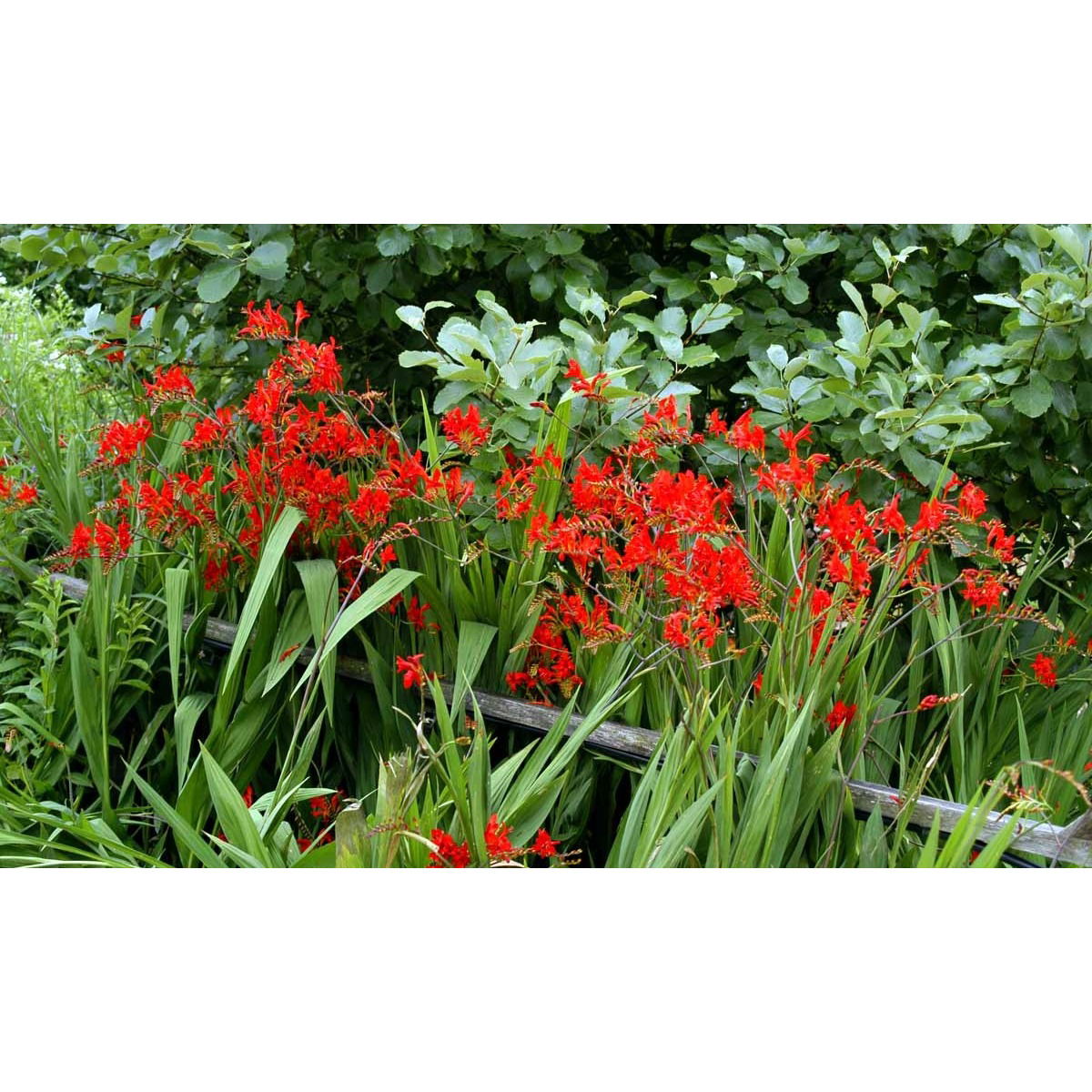Montbretia - Potte 1 liter
