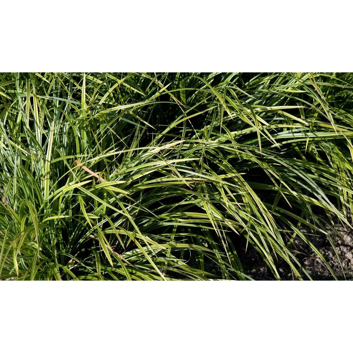 Star 'Variegata' - Potte 1 liter