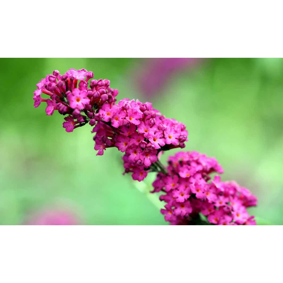 Sommerfuglebusk &apos;Royal Red&apos;