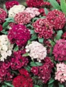 Dianthus barbatus Indianerteppich, Studenternellike Indianerteppich, Populærnavn:&amp;#160; Studenternelikker Placering:&amp;#160; Fuld sol - på tør, kalkholdig jord. Blomstring:&amp;#160; Juni-september Farve:&amp;#160; blandede Højde:&amp;#160; 25 cm An