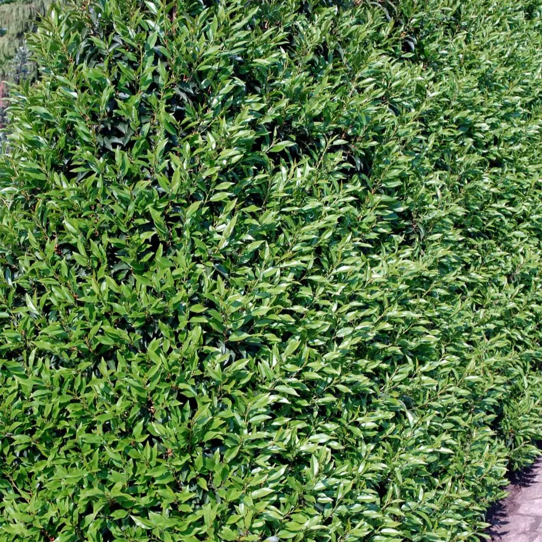 Portugisisk laurbærkirsebær