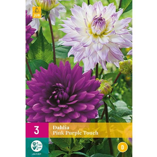 Dahlia Pink Purple Touch XXL