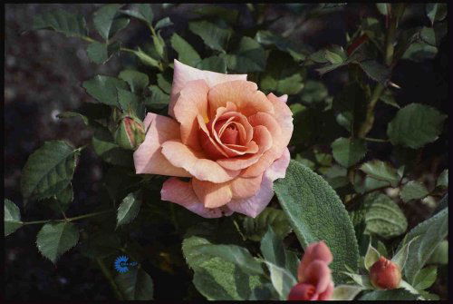 Rosa x Joeys Palace, Palacerose Joeys Palace,