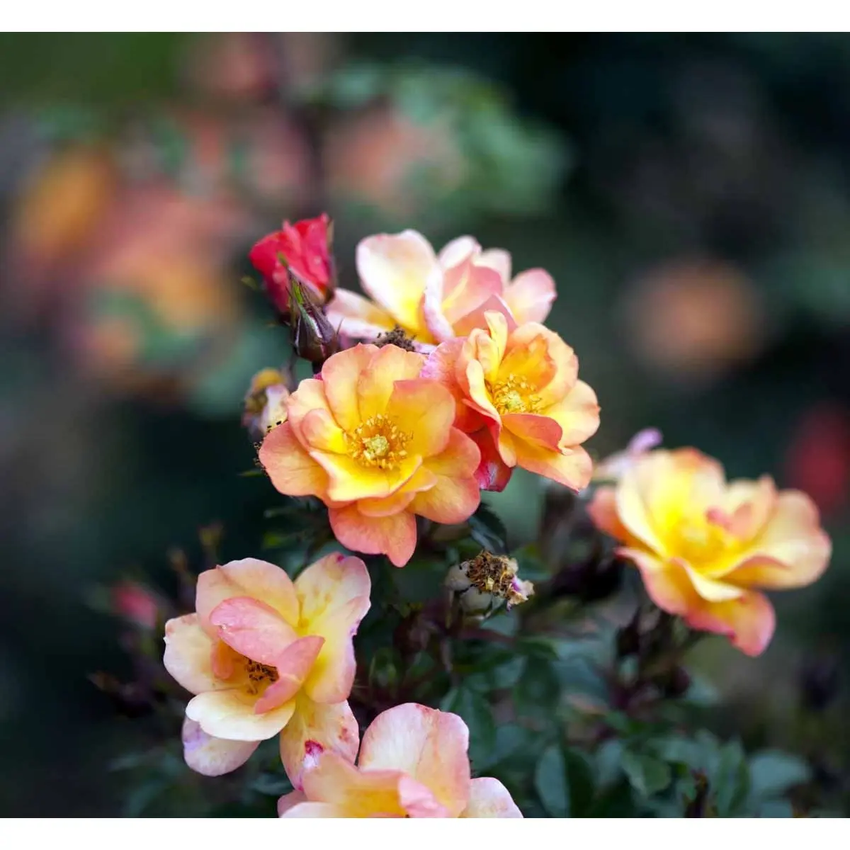 &apos;Linnaeus&apos;™