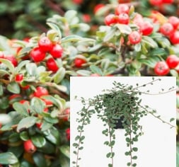 Dværgmispel 'Frieders Evergreen'