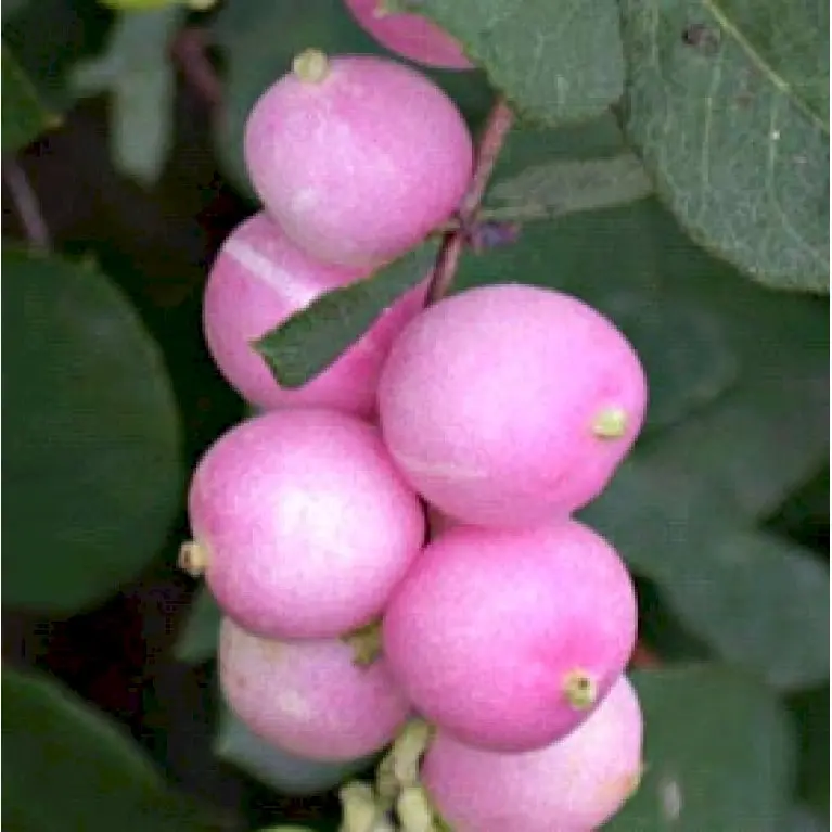 Snebær &apos;Magic Berry&apos;