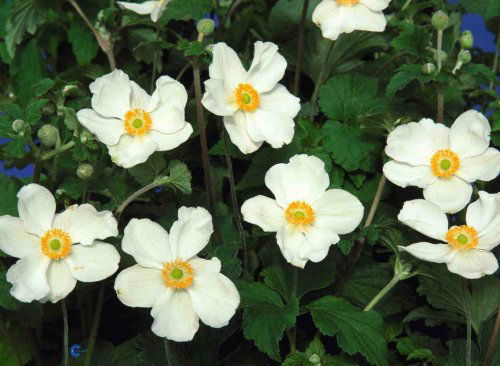 Anemone japonica Wirbelvind, Høstanemone Wirbelvind, Højde: 80 - 100 cm. Farve: rent hvide halvfyldte blomster, snitblomst Blomstringsmåned: september - oktober Lyskrav: let skygge - halvskygge Bunddække, gruppe og sollitært, alm. humusrig jord, 6/m2