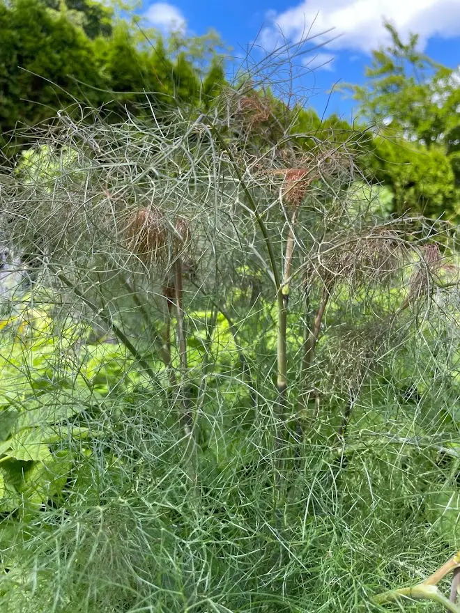 Bronzefennikel &apos;Rubrum&apos;(smokey)