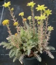 Sedum reflexum, Bjerg stenurt, Populærnavn:&amp;#160; Bjerg-Stenurt Placering:&amp;#160; Fuld sol - meget tørketålende. Blomstring:&amp;#160; Juli-august Farve:&amp;#160; gul Højde:&amp;#160; 20 cm Anvendelse:&amp;#160; Stenbede og stendiger eller bunddæk