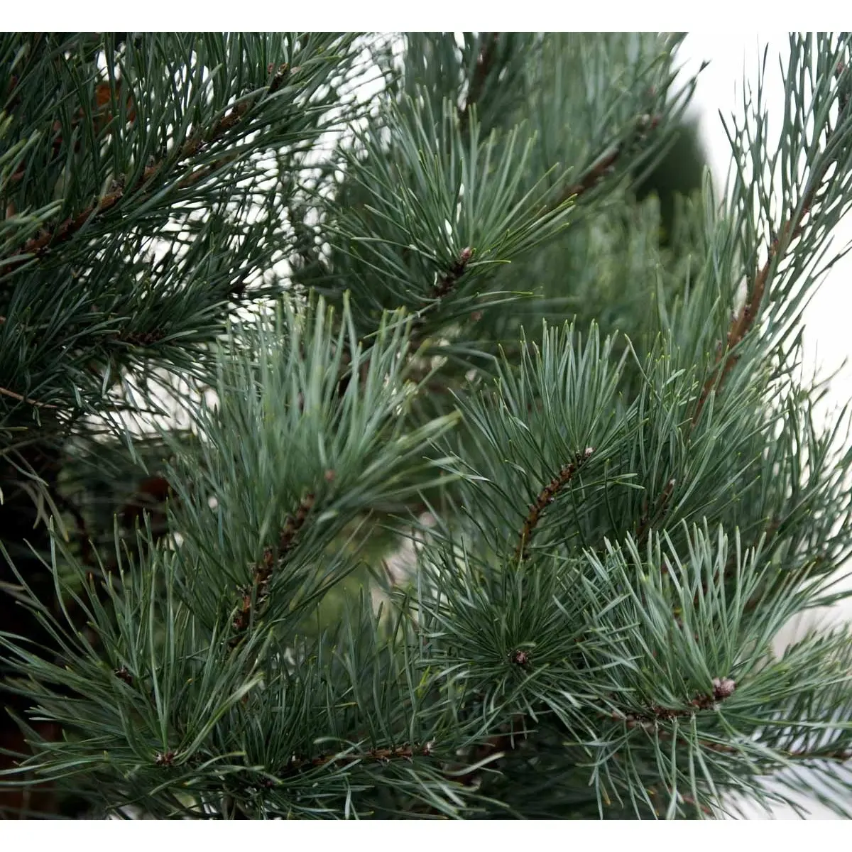 Skovfyr &apos;Glauca&apos;