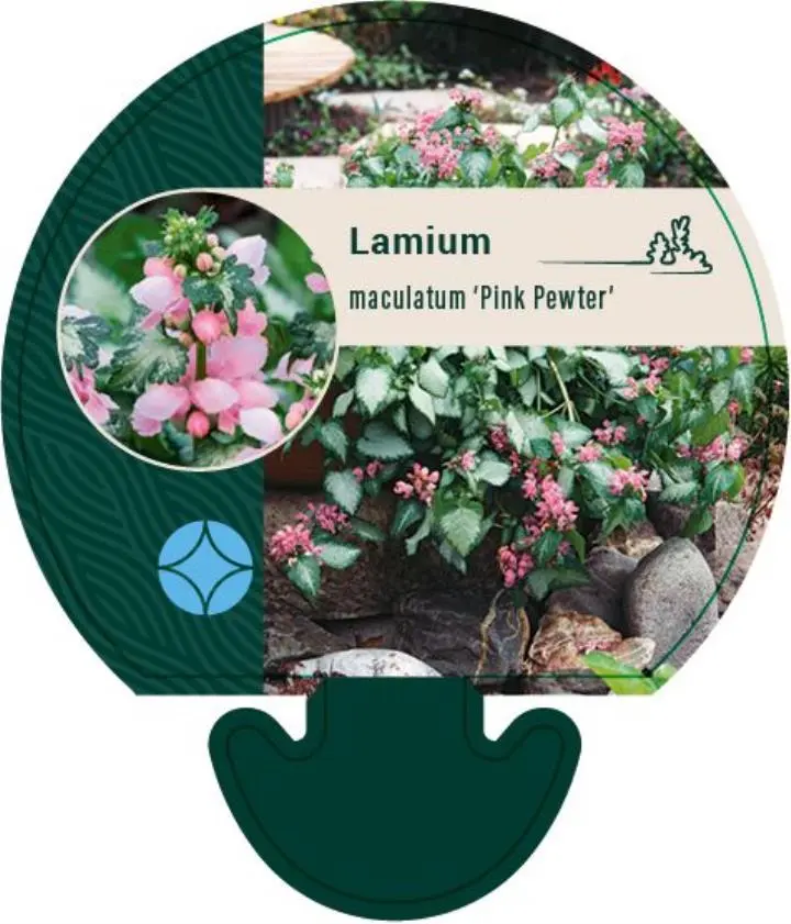 Plettet tvetand 'Pink Pewter' - Potte 0,8 Liter
