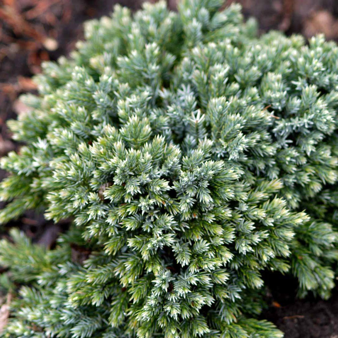 Lavtvoksende Blå Enebær Blue Star