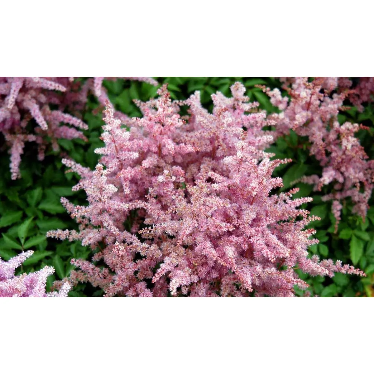 Astilbe 'Rhythm and Blues' - Potte 1 liter