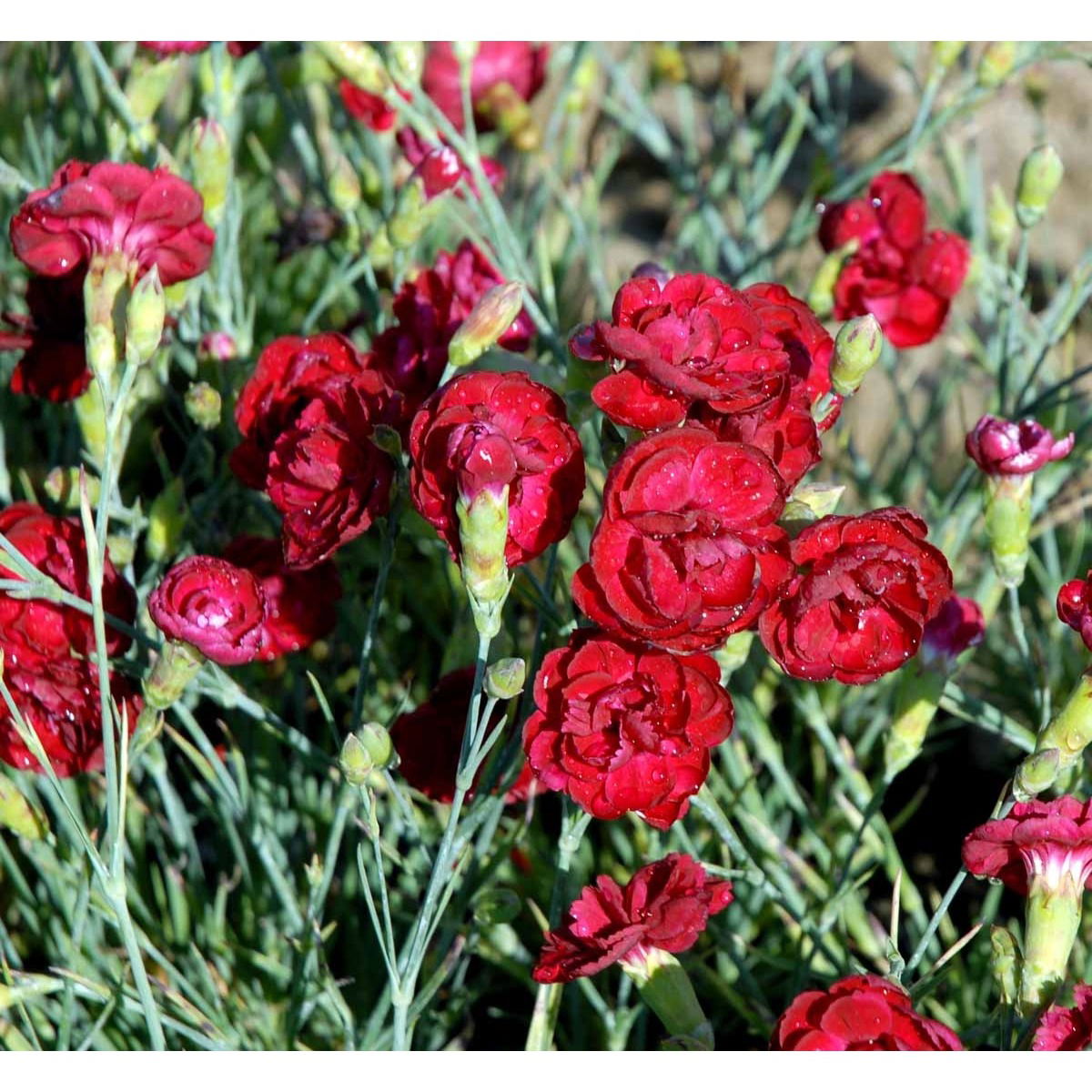 Fjernellike &apos;Desmond&apos;