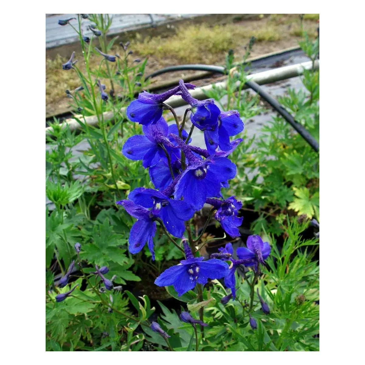Ridderspore 'Bellamosum' - Potte 1 liter