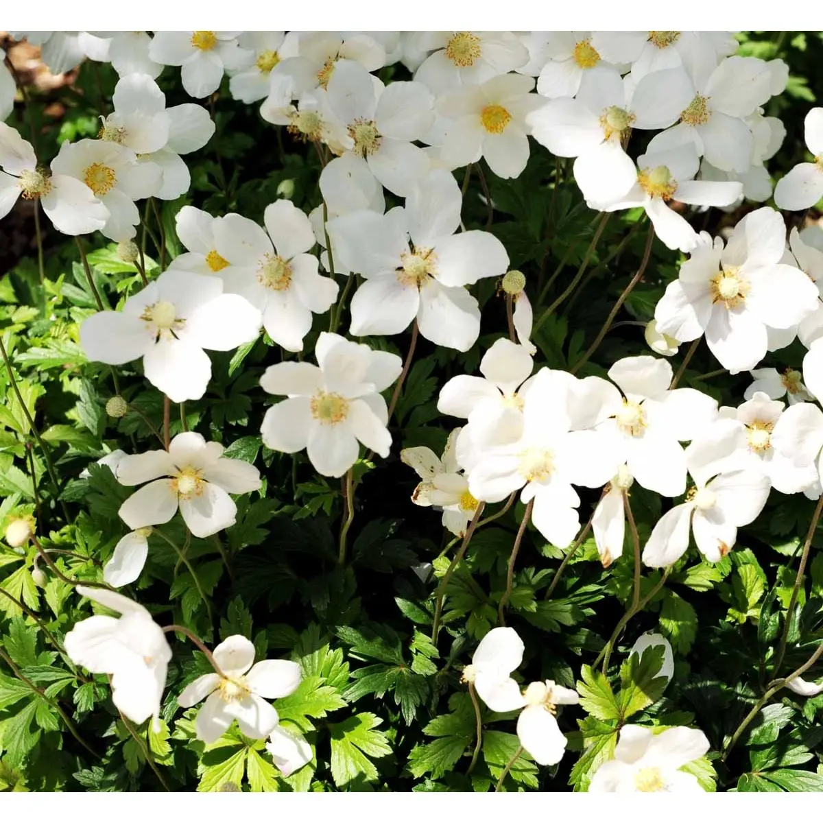 Sommer Anemone - Potte 1 liter