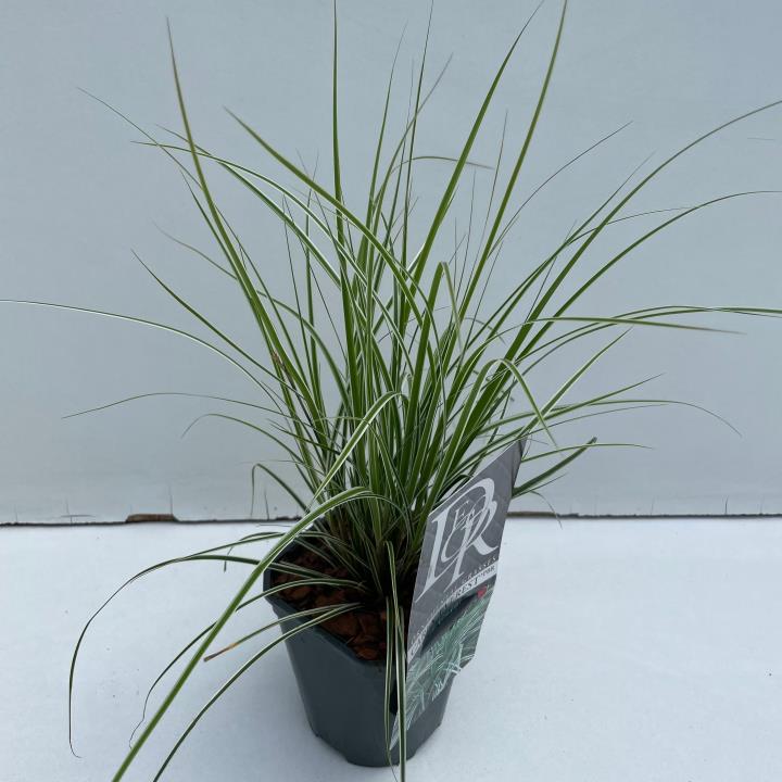 Star 'Everest' - Potte 1,0 liter