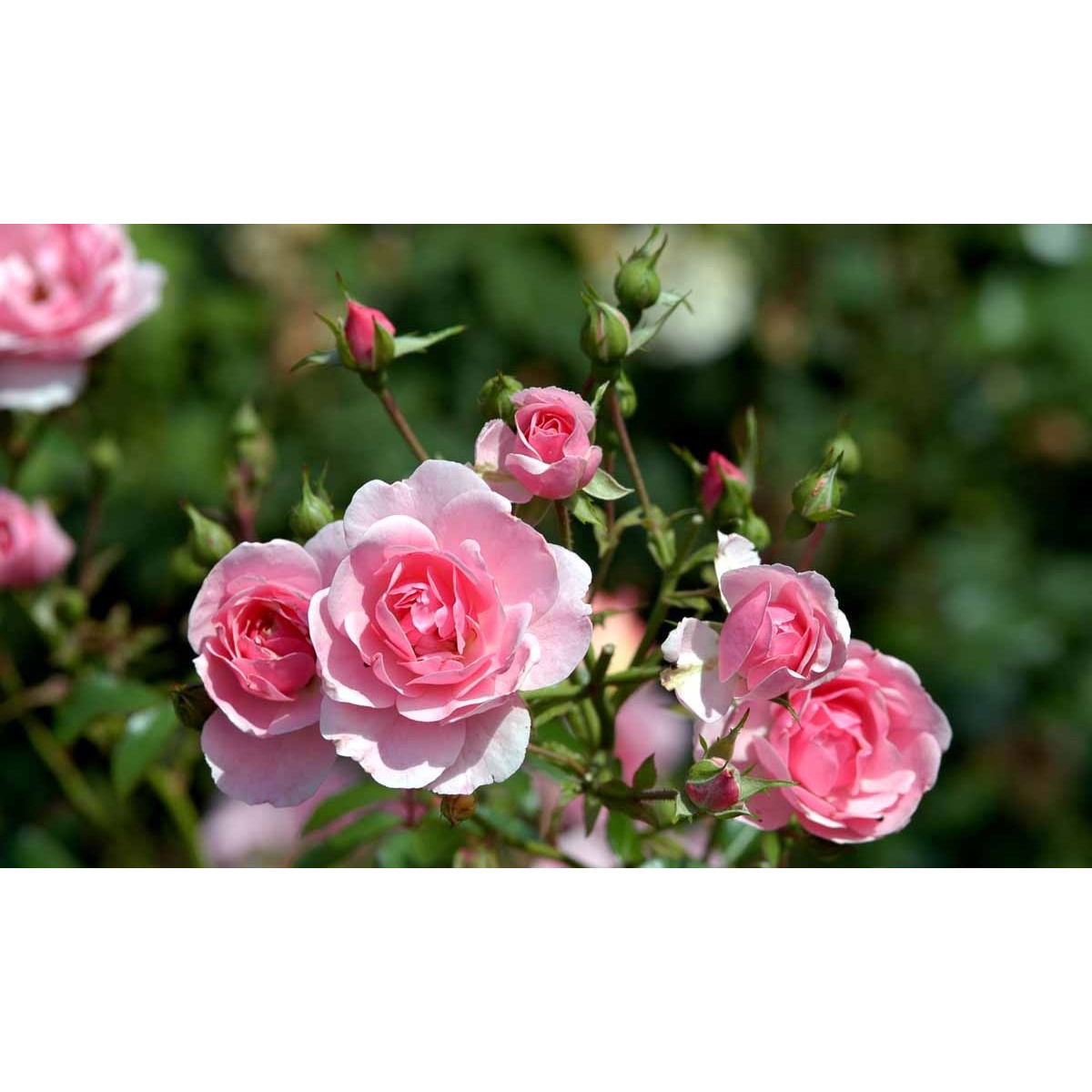 &apos;Bonica 82&apos;