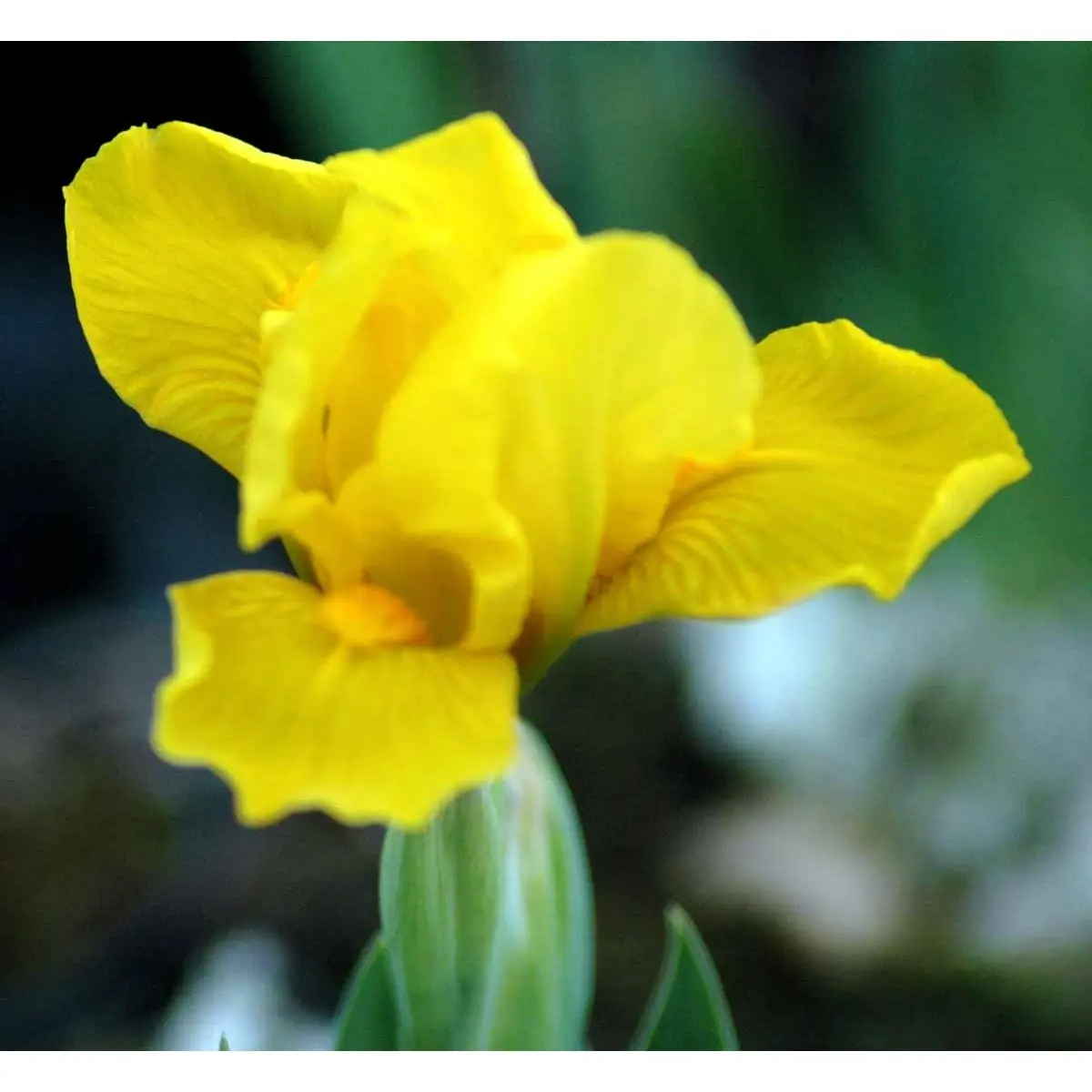 Iris - Potte 3,5 liter