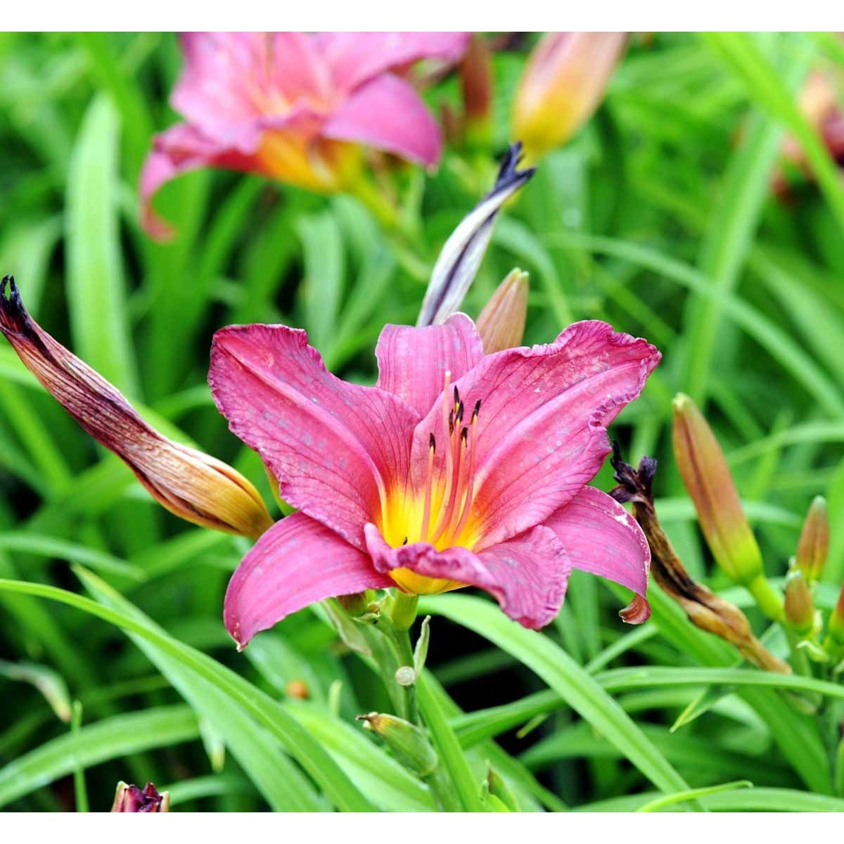 Daglilje &apos;Summer Wine&apos;