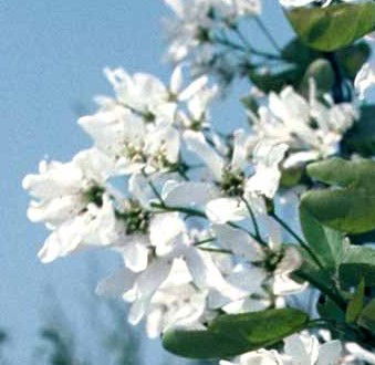 Rundbladet Bærmispel